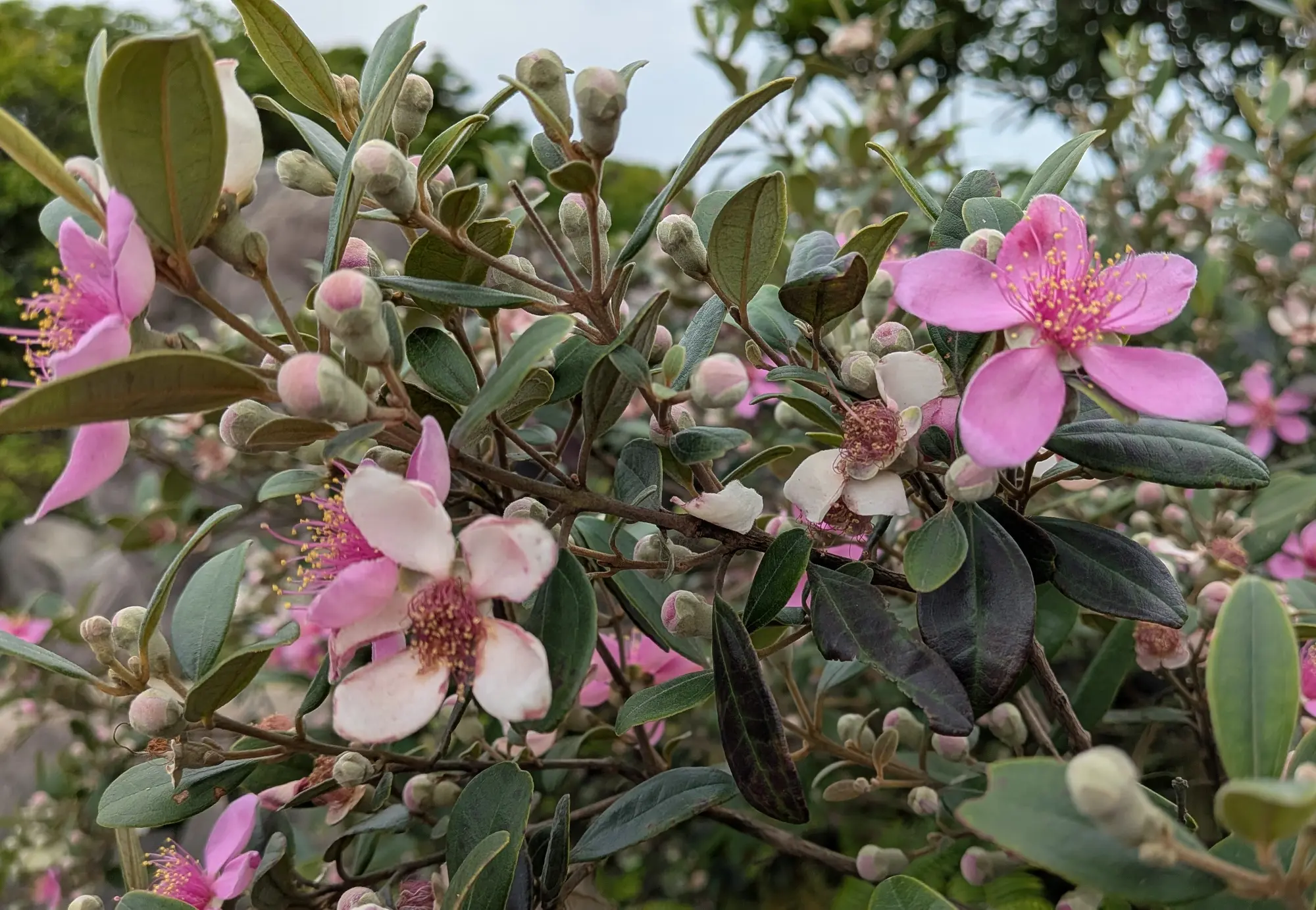 The habit of a wild bush — pink five-petalled flowers, fuzzy buds, and dark leaves with silvery undersides on a hillside.